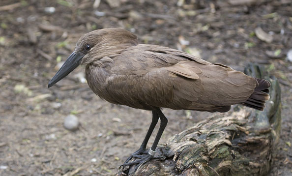 img_hammerkop_mh_large