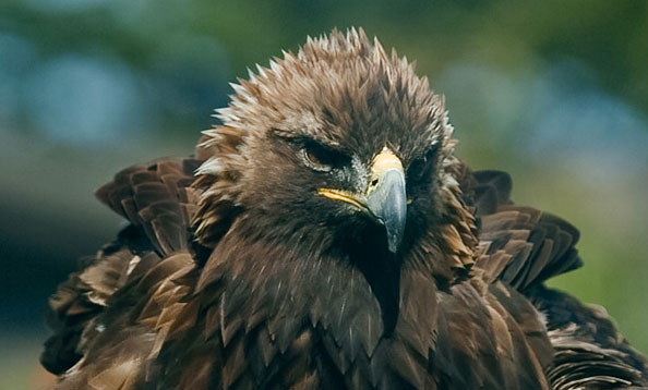 img_blackswan_mw_large