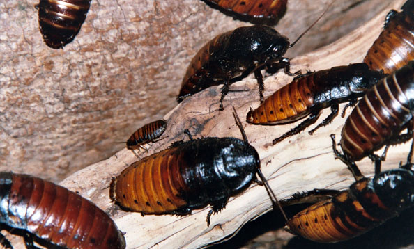 Madagascar Hissing Cockroach - San Francisco Zoo & Gardens