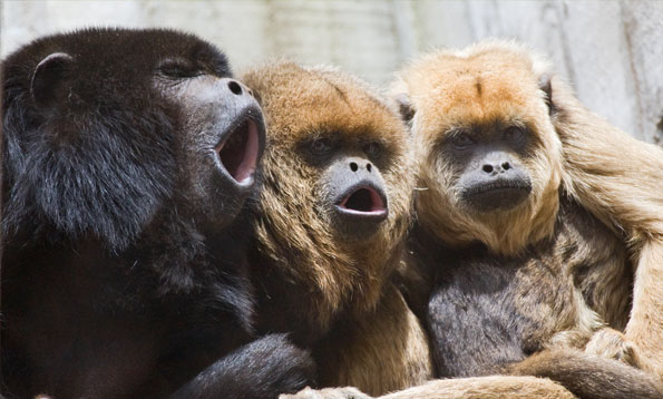 Black howler monkey  Smithsonian's National Zoo and Conservation