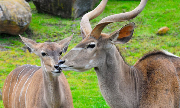 img_kudu_mw_large
