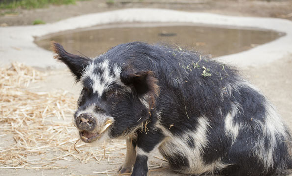 img_kune_mh_large