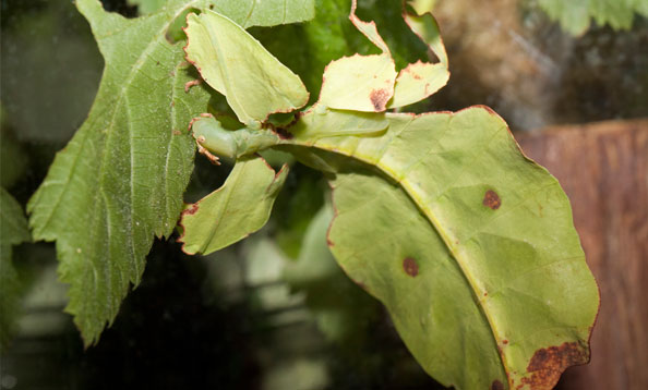 img_leafinsect_mh_large