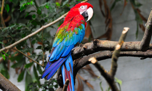 skuffe søsyge Maori Green-winged Macaw - San Francisco Zoo & Gardens