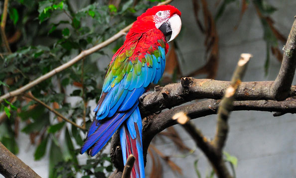 img_macaw_mw2_large