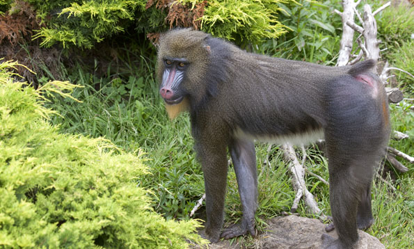 Mandrill, The Largest Monkey of Africa - Taman Safari Bali