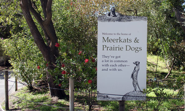 img_meerkatexhibit_bf_large