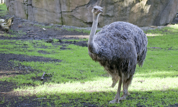 ostrich  San Diego Zoo Wildlife Explorers