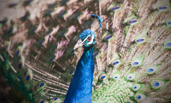 img_peafowl_mw2_large