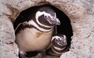 img_penguin_325