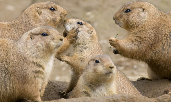 do prairie dogs make noise