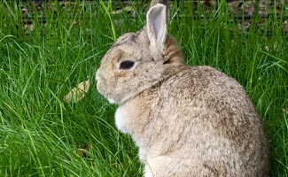 img_rabbit_325