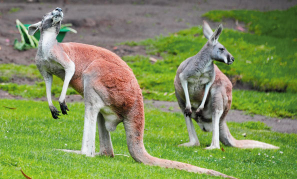 Red Kangaroo - San Francisco & Gardens