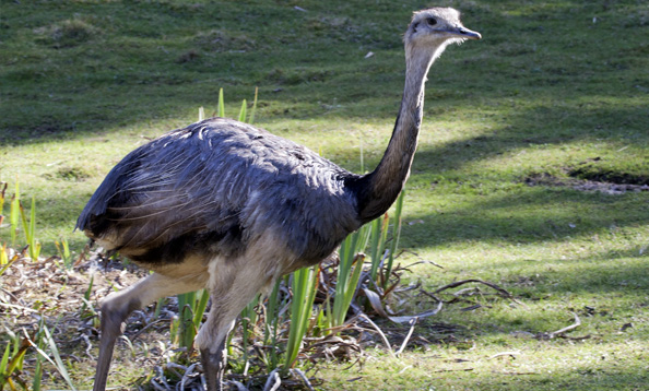 img_blackswan_mw_large