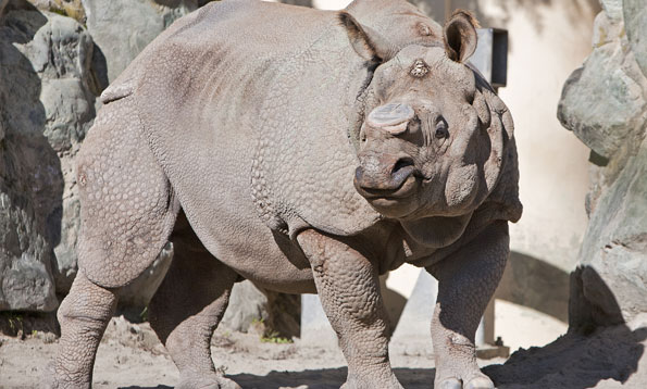 img_rhino_mh_large