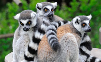 img_ringtail_325