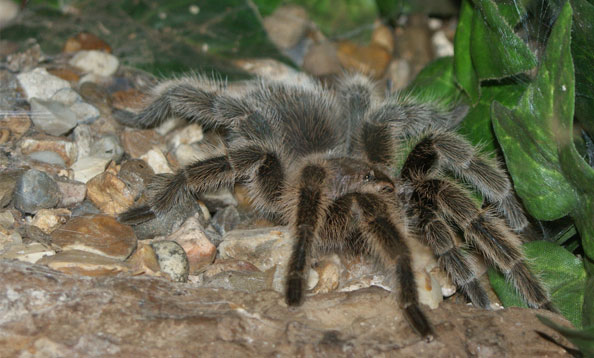 img_rosetaranutla_sw_large