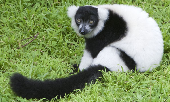 img_ruffedlemur_mh_large