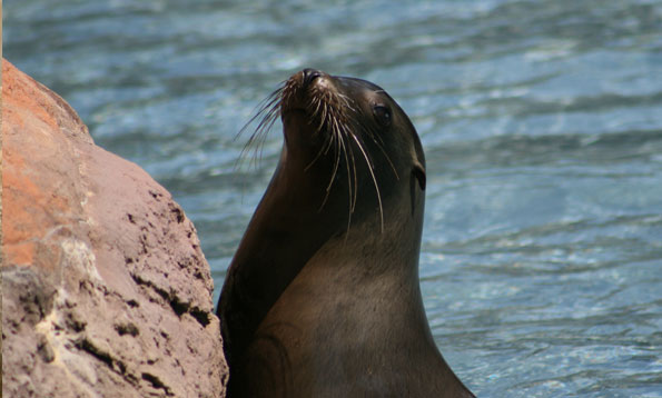 California Sea Lion - San Francisco Zoo & Gardens