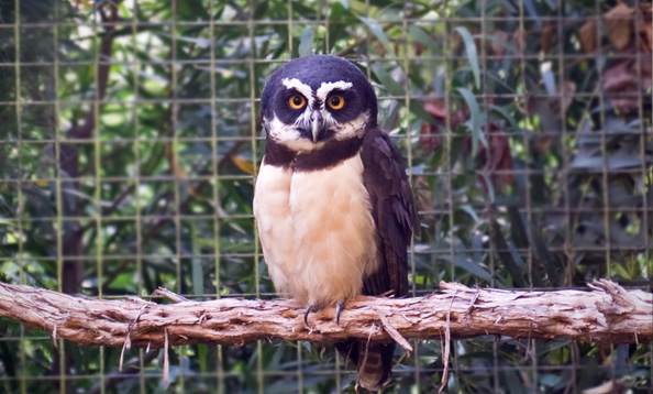 img_spectacledowl_mw_large