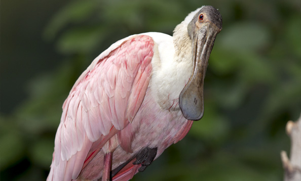 img_spoonbill_mh_large