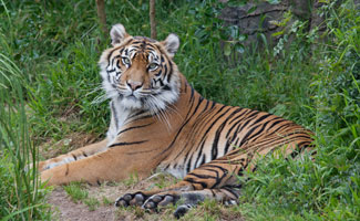 img_stiger_325MH