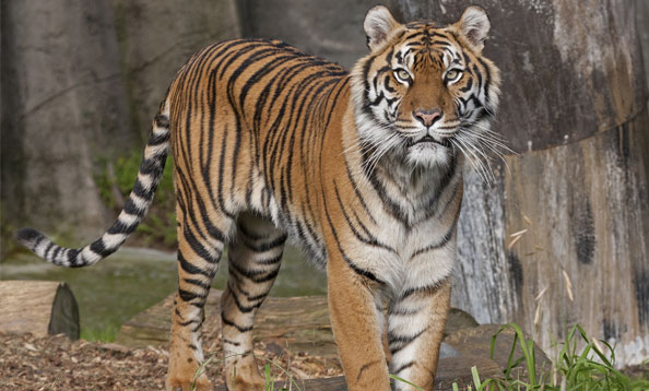 Bengal Tiger - Description, Habitat, Image, Diet, and Interesting