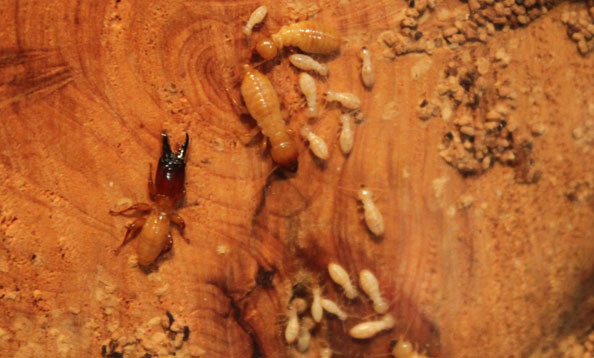 img_termites_bf_large