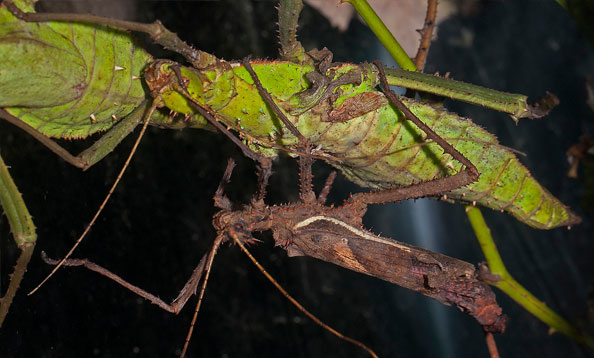 img_thornyphasmids_mh_large