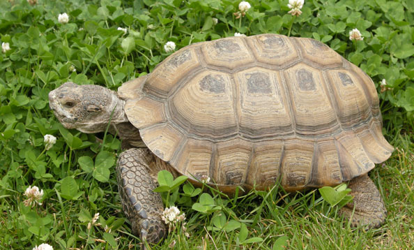 img_tortoise_ke_large