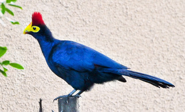 img_turaco_mw_large