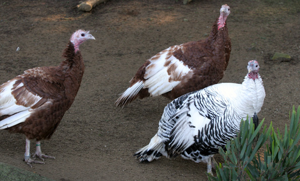 img_turkey_gn_large