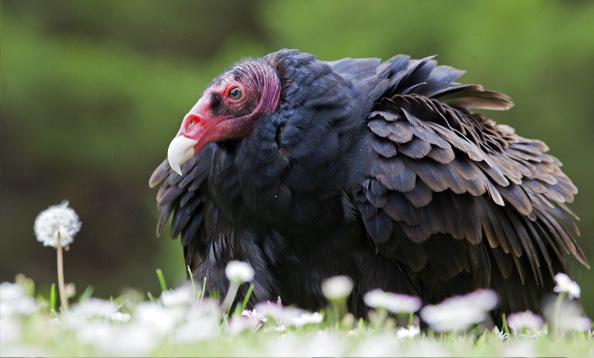 Turkey Vulture - American Bird Conservancy