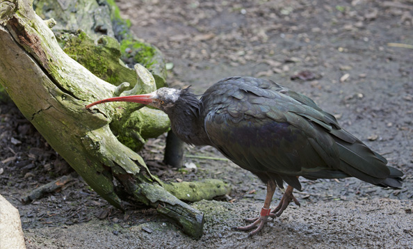 img_waldrapp_mh_large