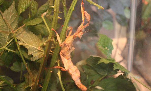 img_walkingstick_bf_large