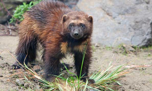 img_wolverine2_MH_large