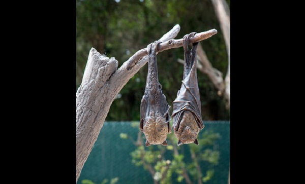indian flying fox