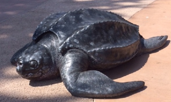 Leatherback Sea Turtle Pictures
