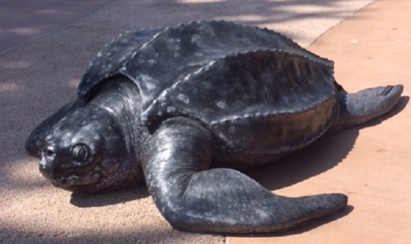 leatherback BB