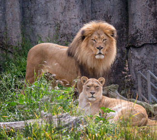lion-325