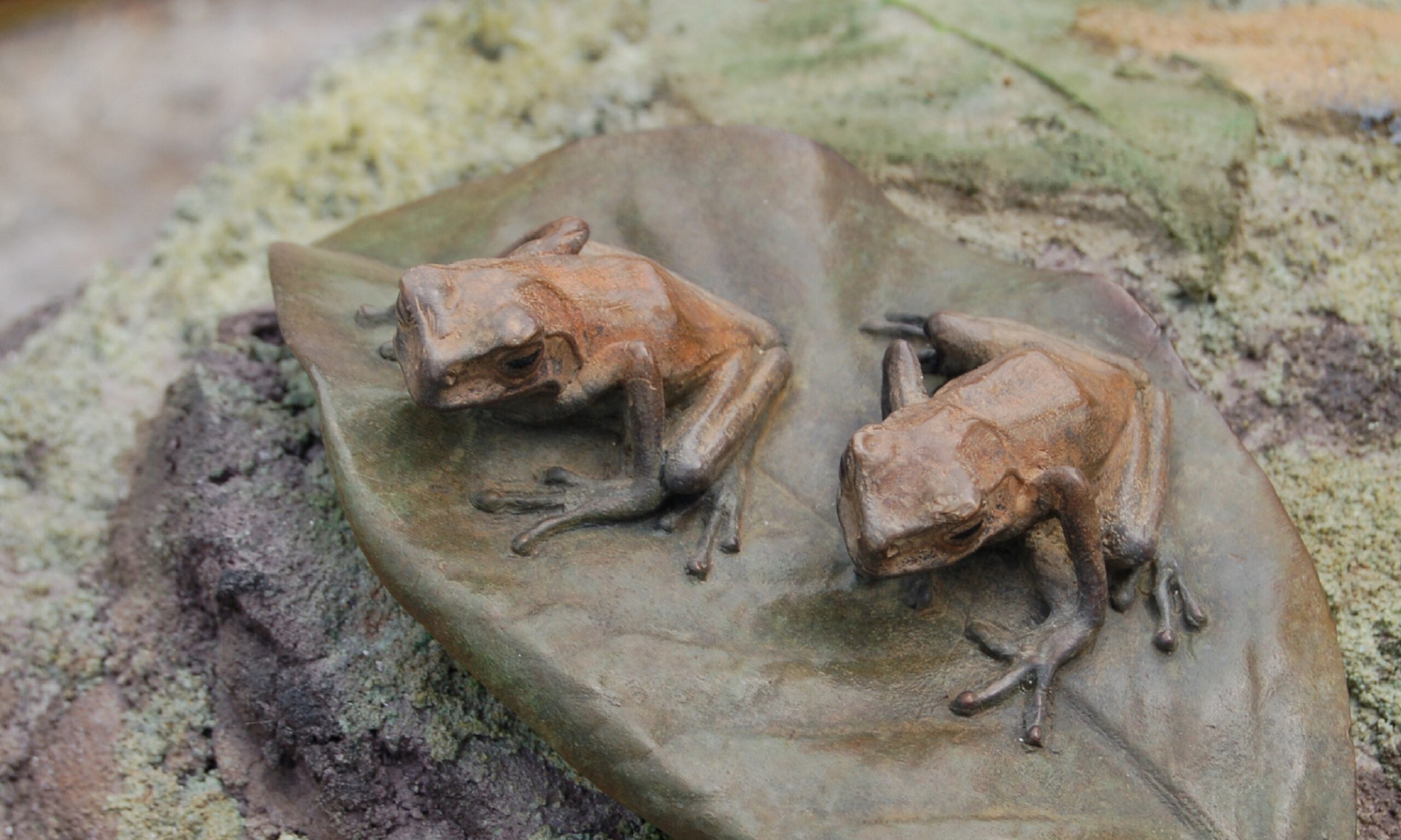 marsupial frog BB