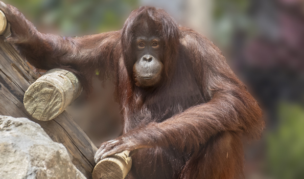 Animal Adoption Programs: How You Can Make a Difference at San Francisco Zoo and Gardens