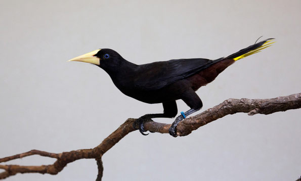 oropendola-1