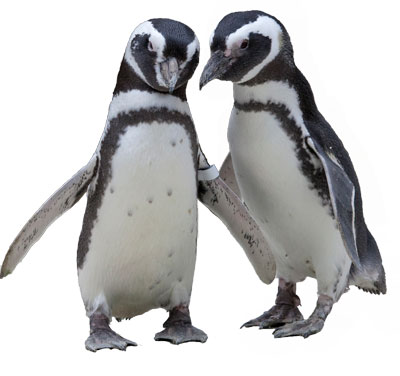 penguins