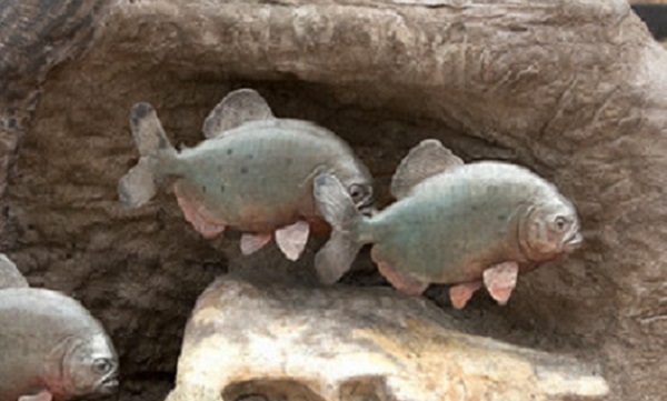 piranha