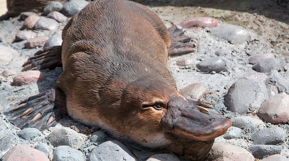 platypus