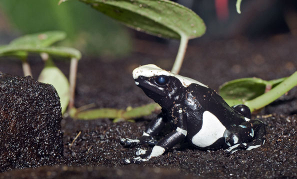 poison dart frogs info