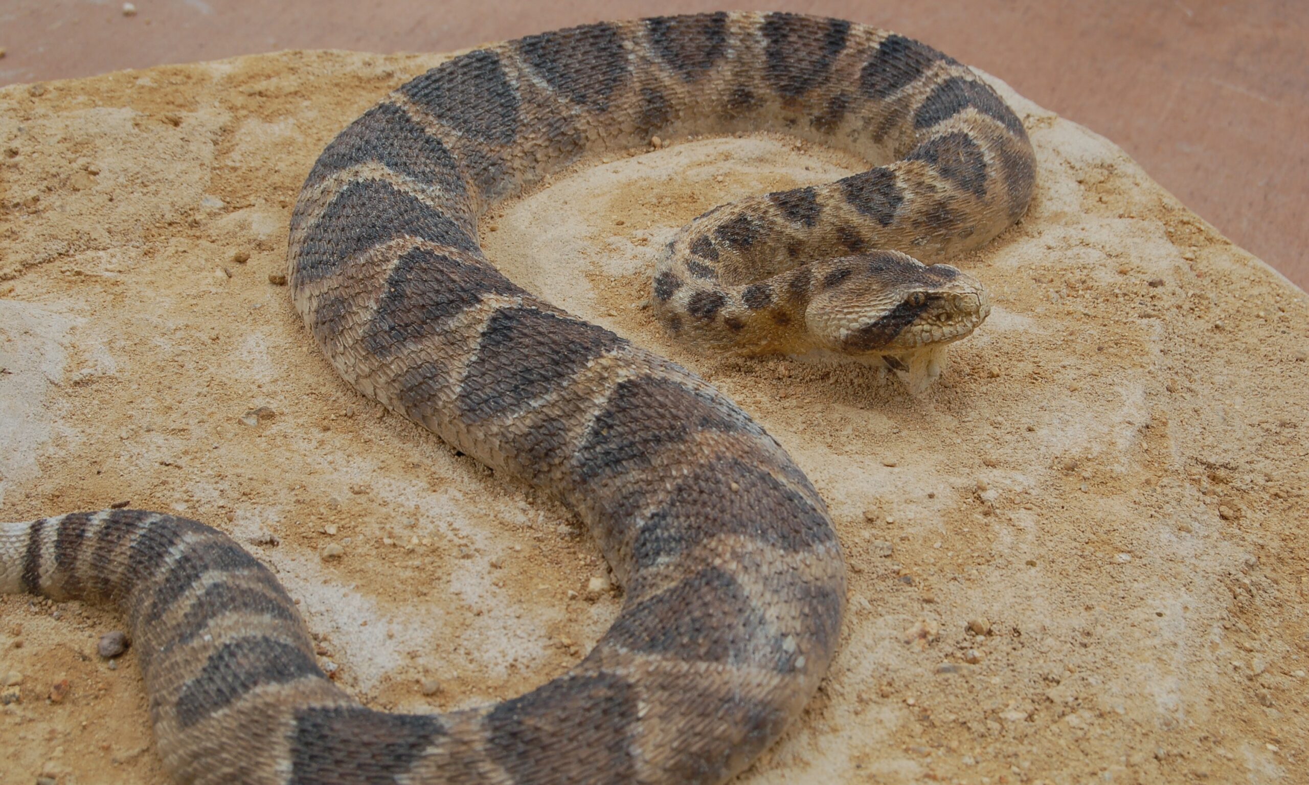 rattle snake BB