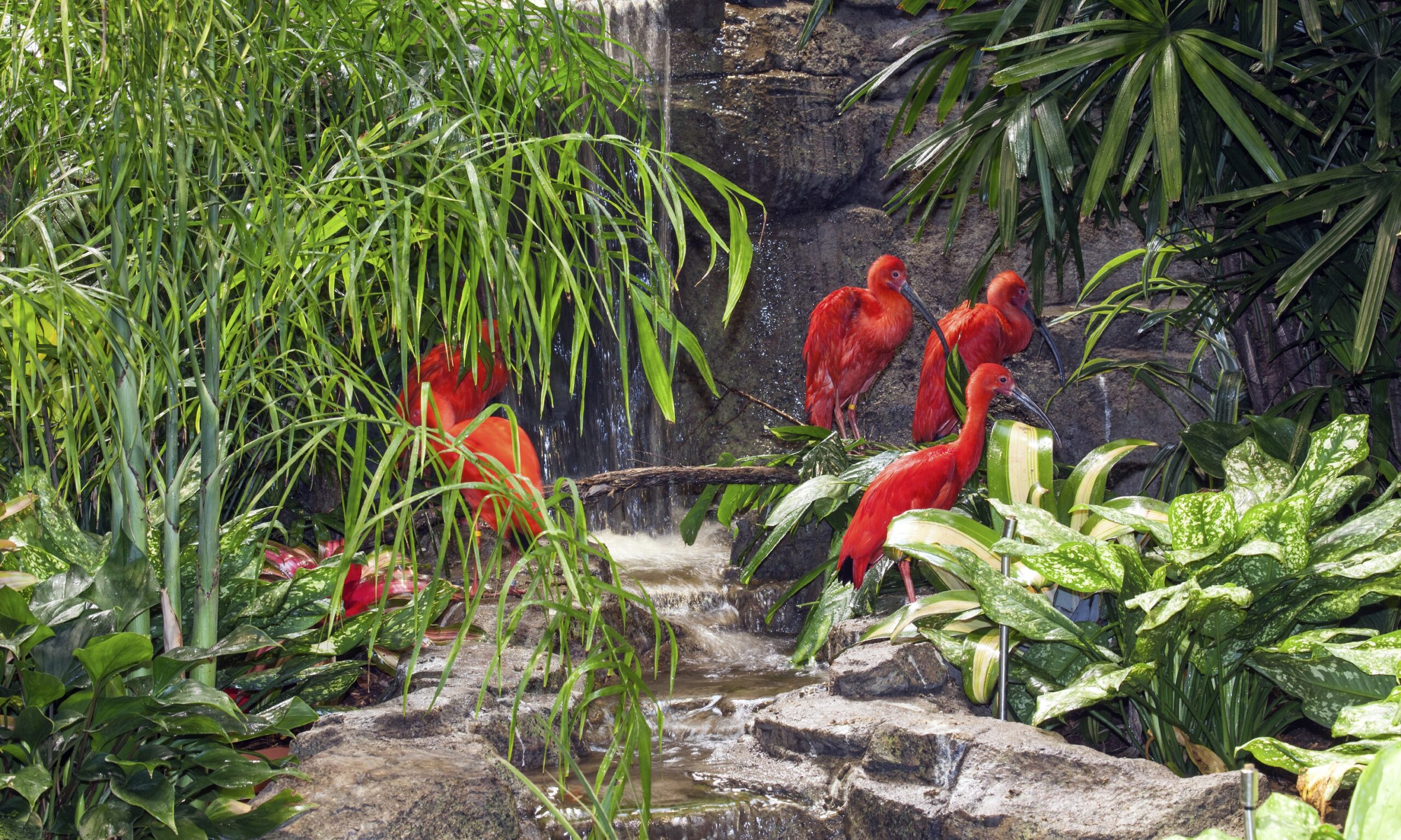 Scarlet Ibis Bird Facts For Kids