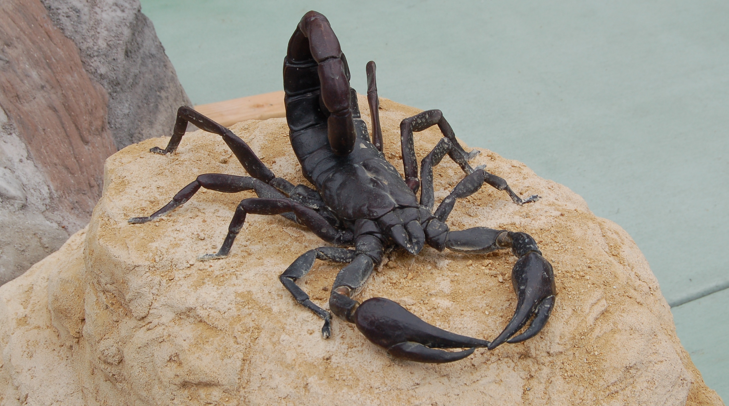 Scorpion - San Francisco Zoo & Gardens